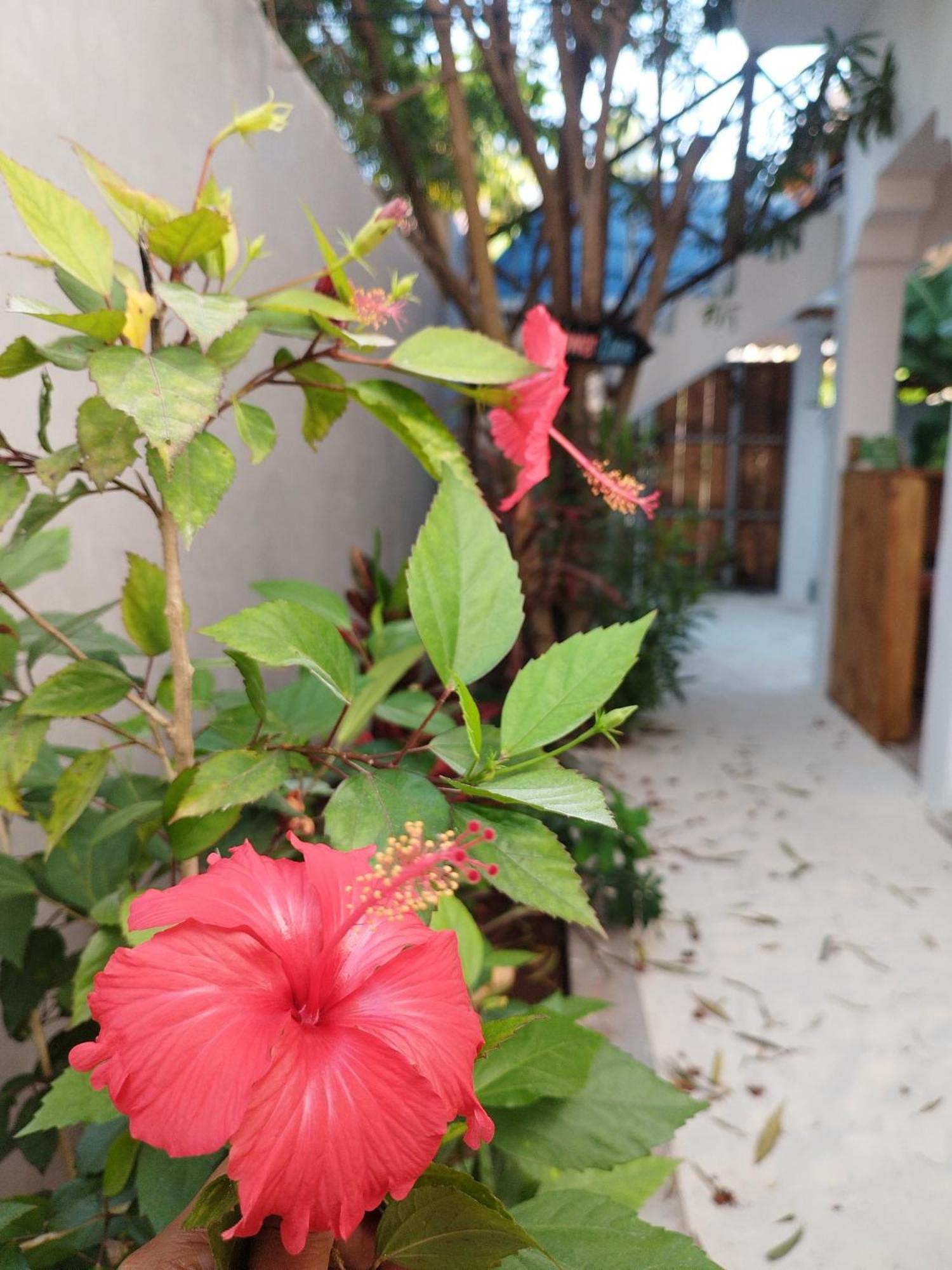 جامبياني Pamoja Beach Stays Hotel In Jambiani المظهر الخارجي الصورة